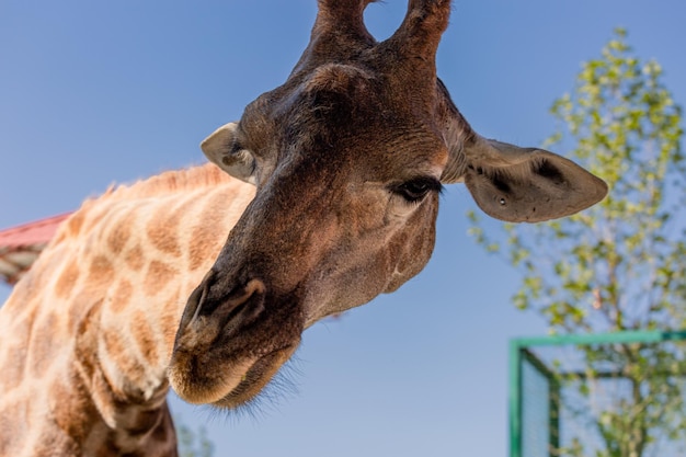 Close portrait of a giraffe head on a blue background.