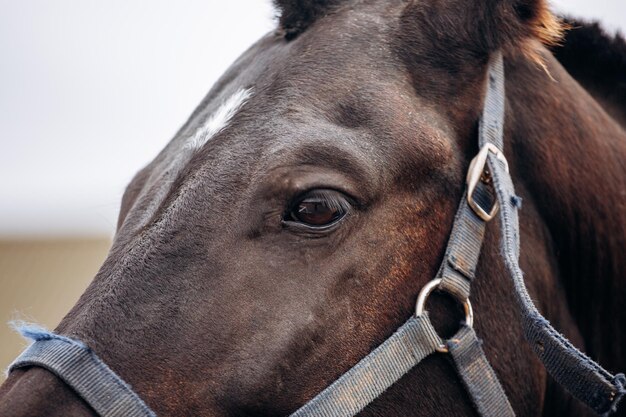 写真 ブラウン色の馬が<unk>を履いている近い肖像画