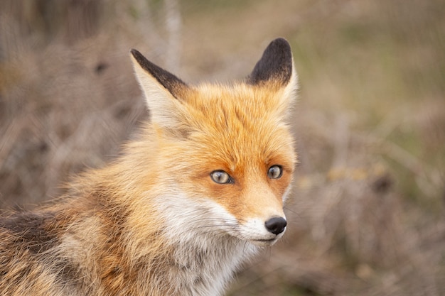 Close portrait of a Red Fox. Vulpes vulpes.