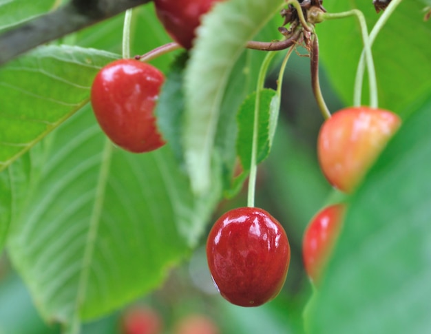 Close on  ripe cherries growing in the foliage of a cherry tree