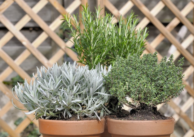 Close on sage, thyme , and rosemary potted 