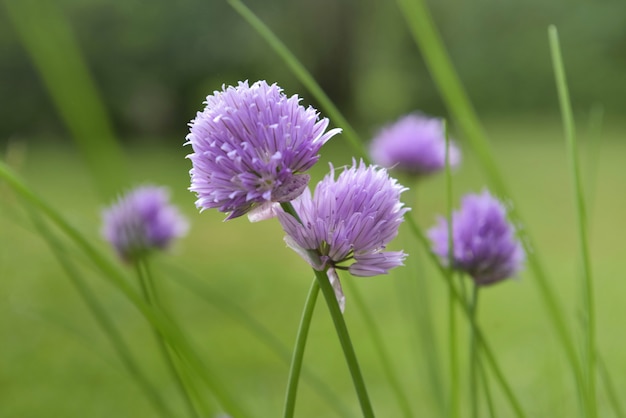 Chiudi su shive in fiore in un giardino