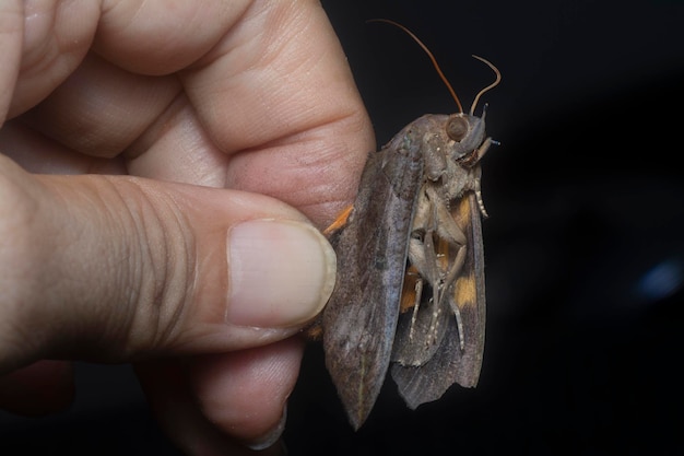 close shot of the brown moth