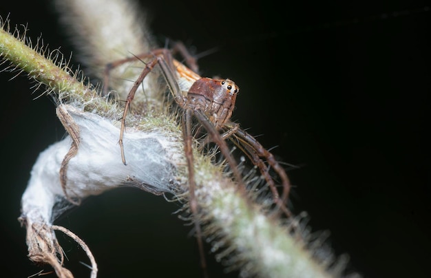 close shot of the female Lynx spider