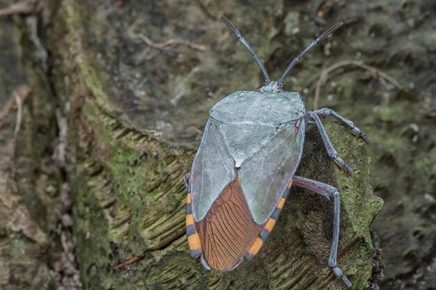 Photo close shot of the pycanum rubens bugs