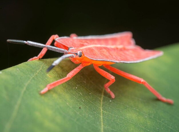 Photo close shot of the pycanum rubens bugs