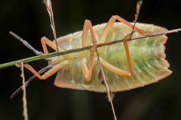 Photo close shot of the pycanum rubens bugs