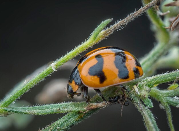 close shot of tiny Asian ladybeetle