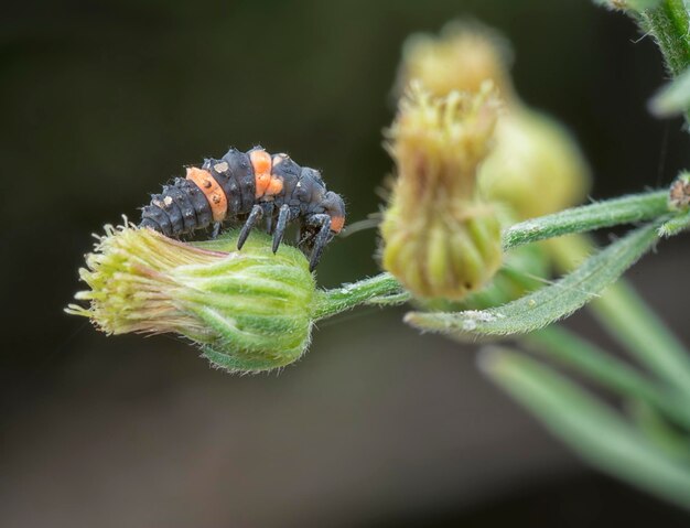 close shot of tiny Asian ladybeetle