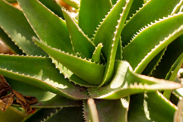 Photo close shot top view aloe vera