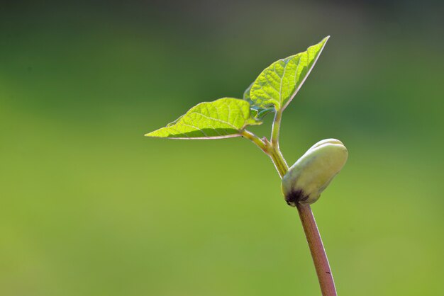 Close on sprout of a bean growing on green