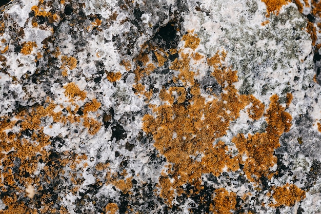 Close-u of a stone with lichen texture background.