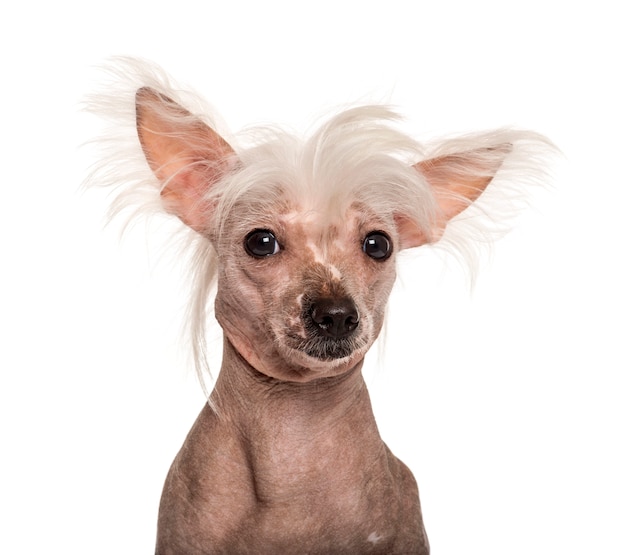 Close-uo van een Chinese crested dog voor een witte muur