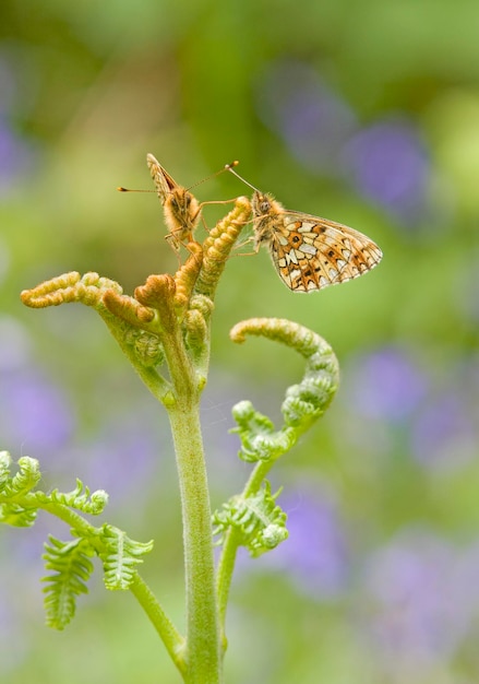 Photo close-up of 2 butterflies on a leaf