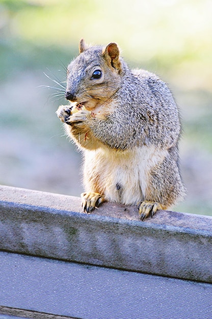 写真 ナッツを食べているリスを閉じる