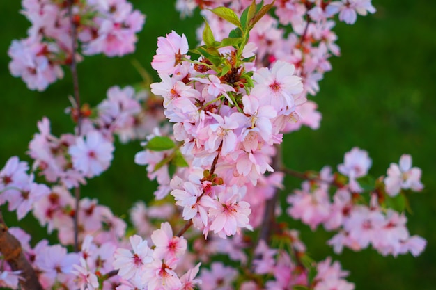 Foto close-up aan roze bloesems op boom