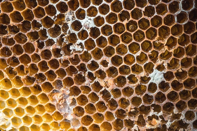 Close up of abandoned beehive