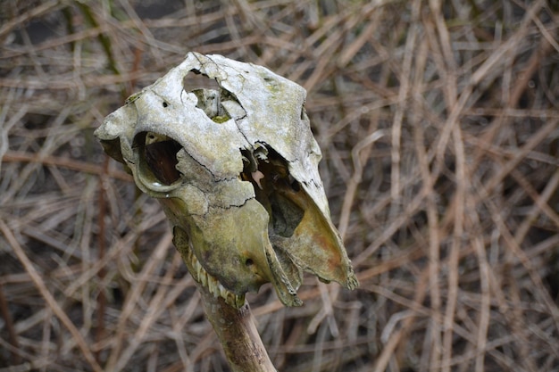 Photo close-up of abandoned skull on twig