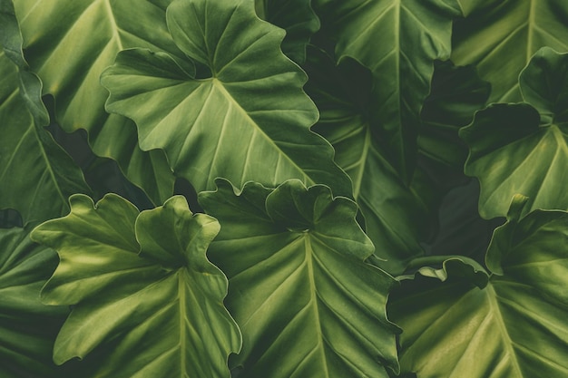 Close up abstract green leaf texture nature background tropical leaves