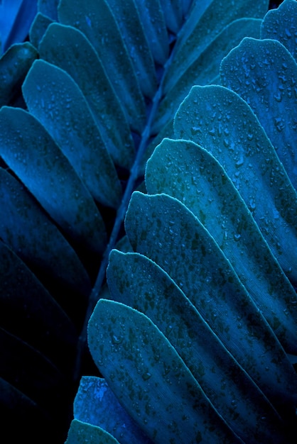 close up abstract green leaf texture nature background tropical leaves
