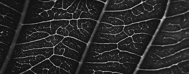 close up abstract pattern black leaf texture background