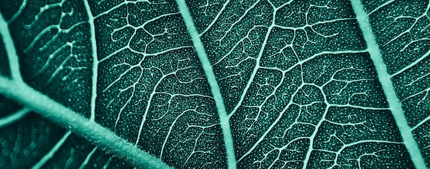 close up abstract pattern of tropical foliage with blue pastel color  nature background