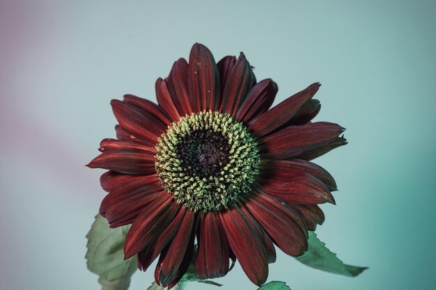 Close up abstract red sunflower plant colorful Minimalism retro style concept Background pattern