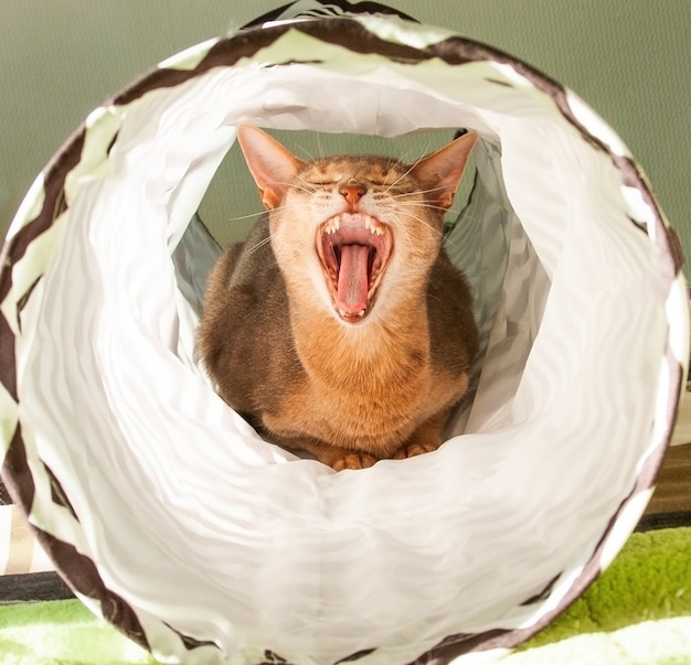 Close up of Abyssinian female cat