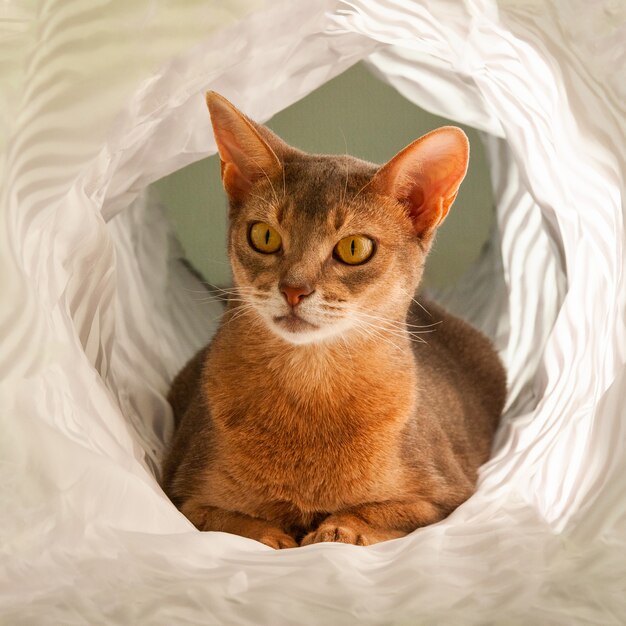 Close up of Abyssinian female cat