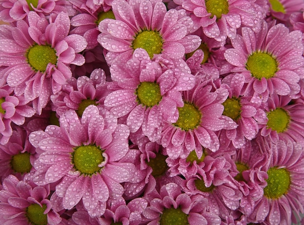 Close-up achtergrondpatroon van verse roze chrysanthemum of margrietbloemen met waterdruppels na de regen, verhoogde bovenaanzicht, direct erboven