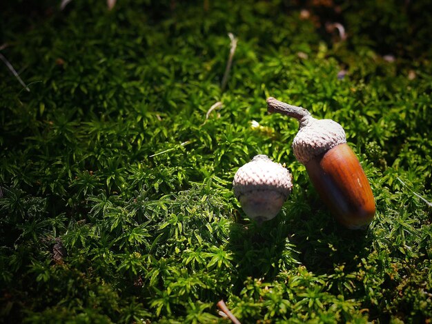 Photo close-up of acorn on grass