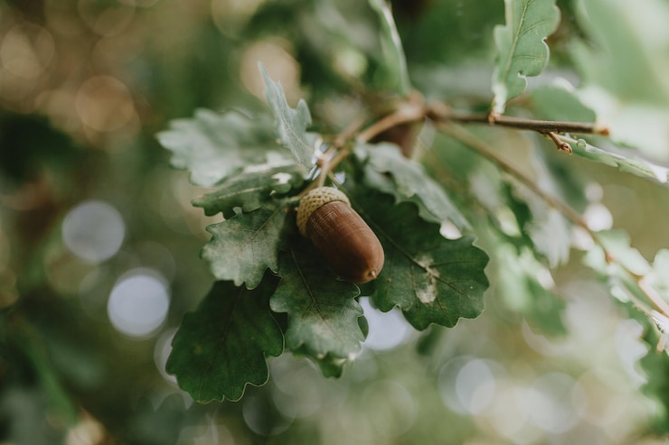 Photo close-up of acorn on plant