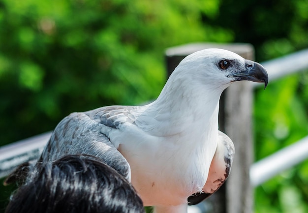 Close-up adelaar met onscherpe achtergrond