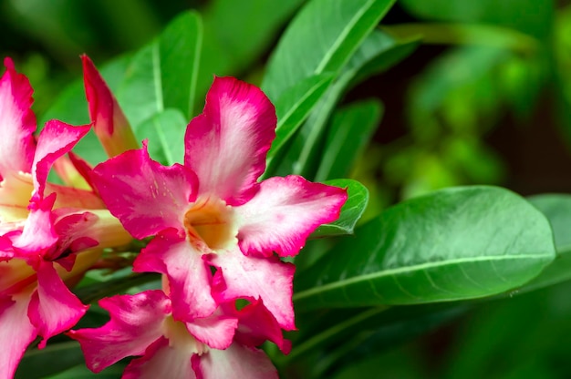 Close up of Adenium flower, also known as desert rose, with water splash