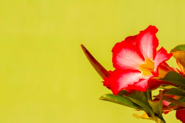 Primo piano del fiore di adenium noto anche come rosa del deserto con sfondo giallo