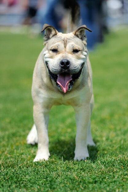 Close up adorable dog in summer green grass