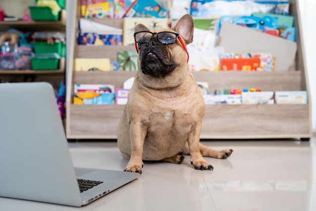 Close up Adorable French Bulldog sitting next to laptop against book shelf