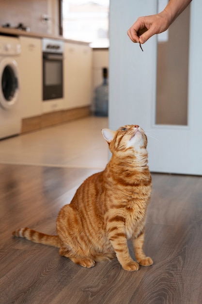 Photo close up on adorable pet eating