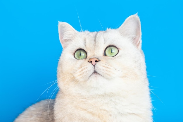 Close up of adorable white cat on a blue background