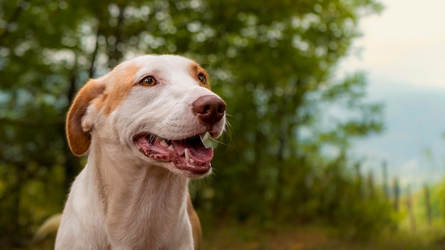 Close Up Adult Dog