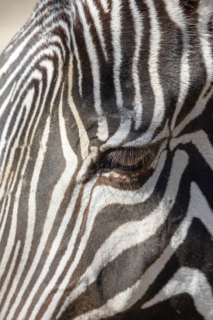 Close-up afbeelding van een grevys zebra