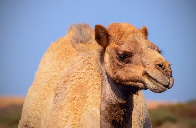 Close up of an african  camel on the blue  background