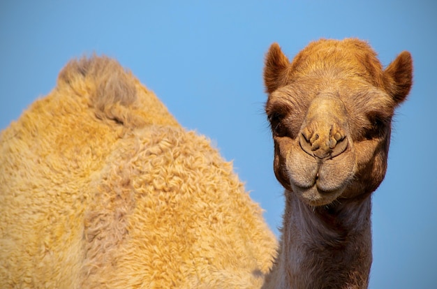 Close up of an african  camel on the blue  background