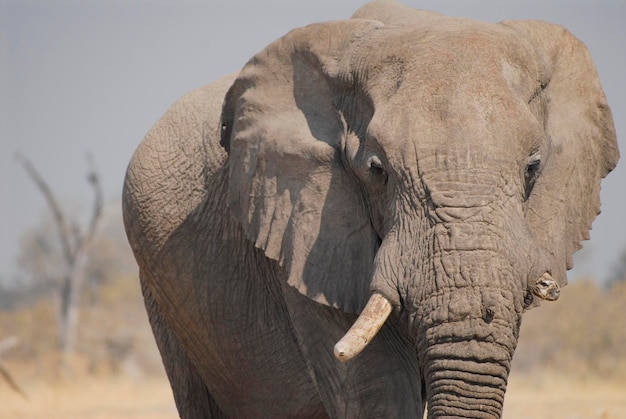 Foto prossimo piano dell'elefante africano sul campo