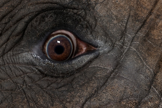 Close up of an African elephant's eye