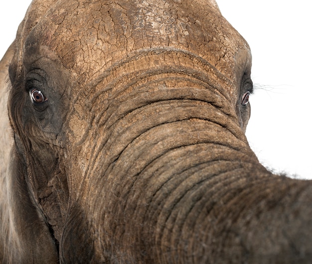 Close up of an African elephant