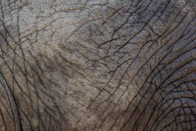 アフリカ象の肌の質感のクローズ アップ