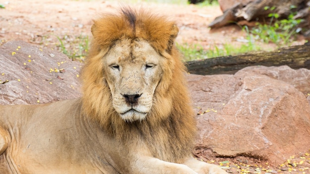 Chiuda sul leone africano che fissa nella natura