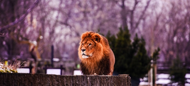 Close up on African male lion in captivity