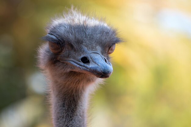 Close up of African Ostrich bird head on the blur bright background